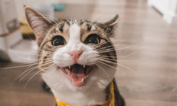 Koty a alergie: Jak ograniczyć reakcje alergiczne u właścicieli kotów?